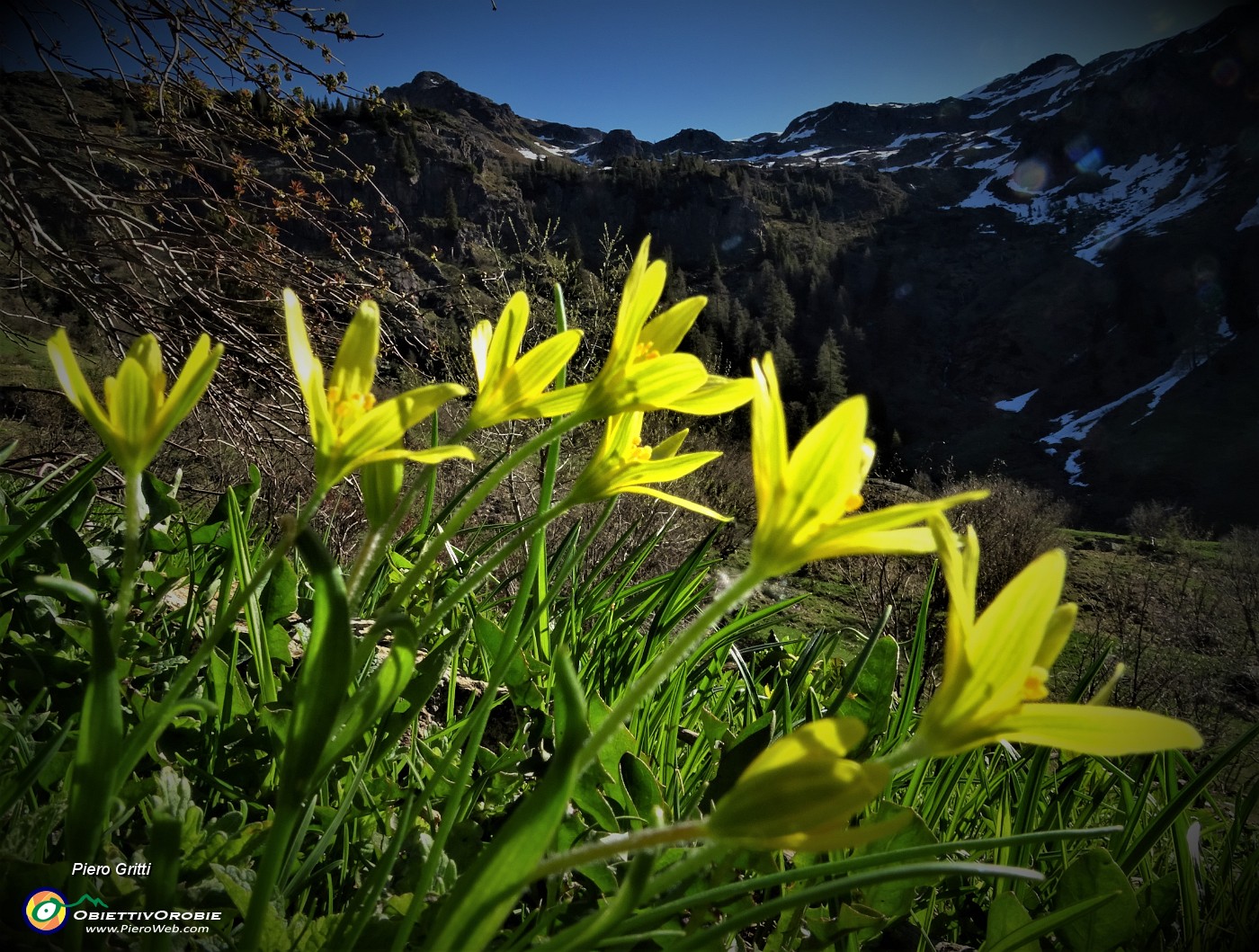 10 Fiori gialli di Gagea fragifera.JPG